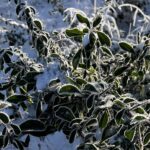 Winterlicher Strauch