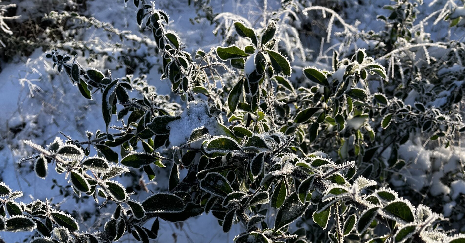Winterlicher Strauch
